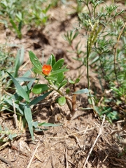 Portulaca