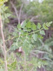 Bursera littoralis