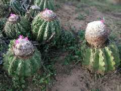 Melocactus curvispinus