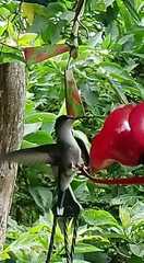 Phaethornis anthophilus