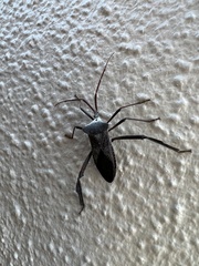 Acanthocephala declivis