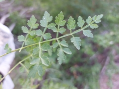 Bursera littoralis