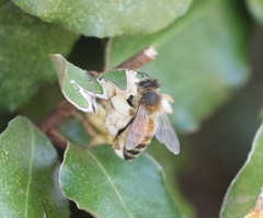 Apis mellifera