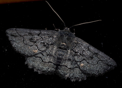 Melanodes anthracitaria