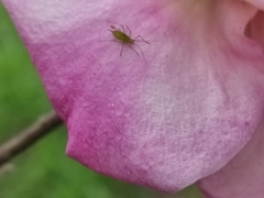 Macrosiphum rosae