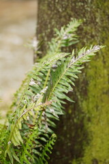 Blechnum nudum