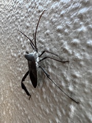 Acanthocephala declivis