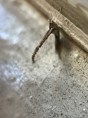 Baetidae