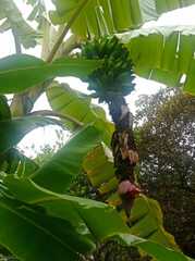Musa