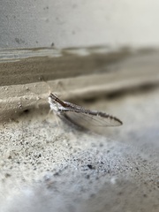 Baetidae