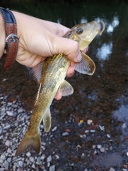 Hypentelium nigricans