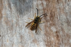 Vespula germanica