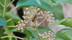 Vespula germanica