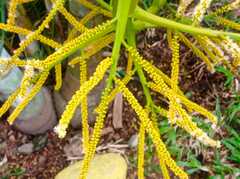 Chamaedorea tepejilote