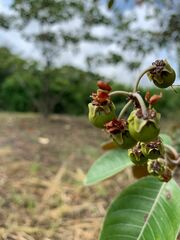Byrsonima crassifolia