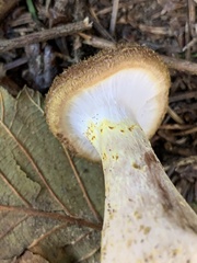 Armillaria sinapina