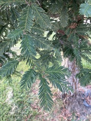 Sequoia sempervirens