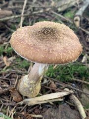 Armillaria sinapina