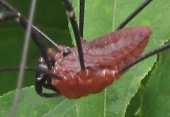 Leiobunum calcar