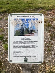 Sequoia sempervirens