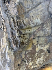 Littorina subrotundata
