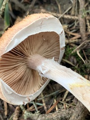 Armillaria sinapina