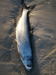 Megalops atlanticus