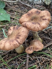 Armillaria sinapina