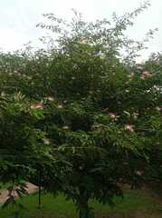 Calliandra surinamensis