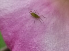 Macrosiphum rosae