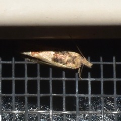 Spilonota constrictana