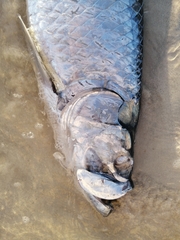 Megalops atlanticus