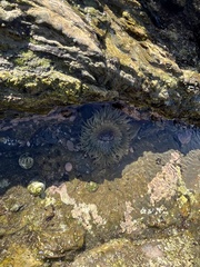 Actiniidae