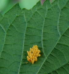 Harmonia axyridis