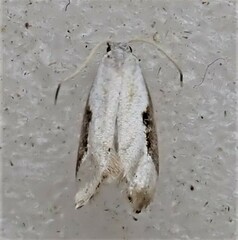 Sagephora phortegella