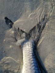 Megalops atlanticus