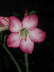 Adenium