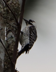 Dryobates borealis