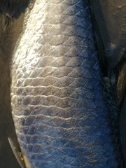 Megalops atlanticus