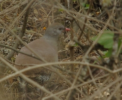 Crypturellus tataupa