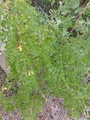 Bursera littoralis
