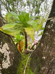 Cycnoches