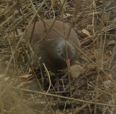 Crypturellus tataupa