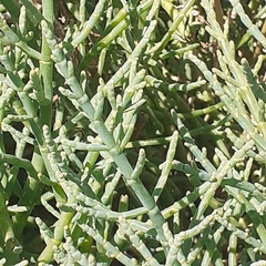 Salicornia perennis
