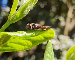 Platycheirus chalconota