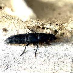 Staphylinina