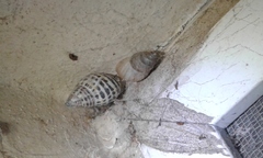 Drymaeus poecilus