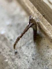Baetidae