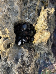 Mytilus californianus