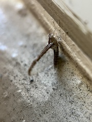 Baetidae